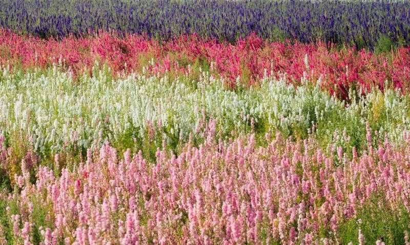 Delphinium Fields at Sunset Landscape Photography Workshop - June 27th