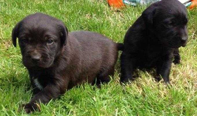 Dertyag Beautiful Labrador Puppies Ghevhsi