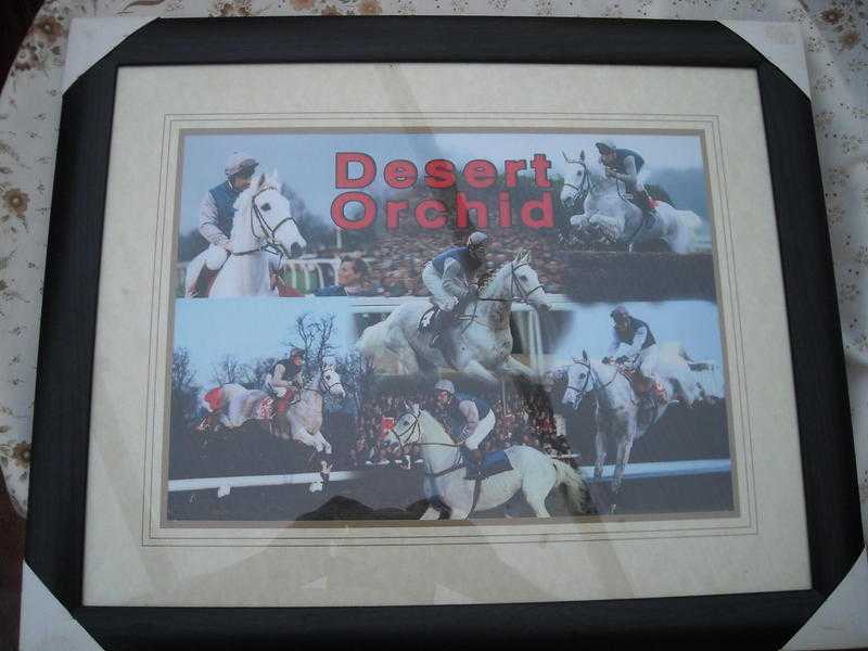 Desert Orchid Framed Horse Racing Print Ready to Hang