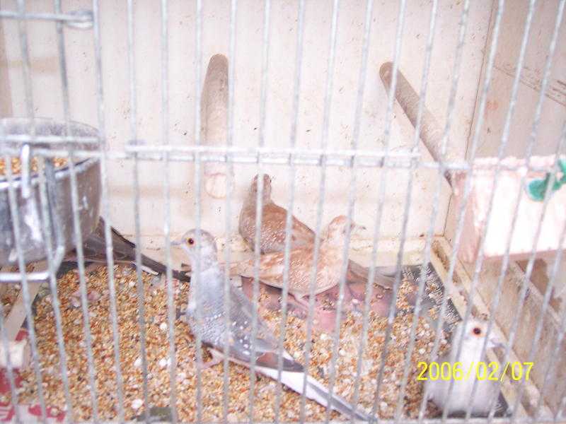 diamond doves for sale