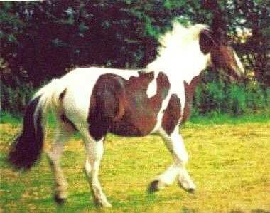Do you know this horse (Callie)
