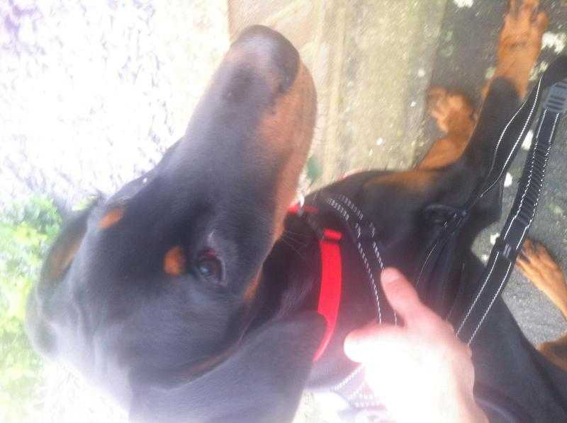 Doberman puppie for sale