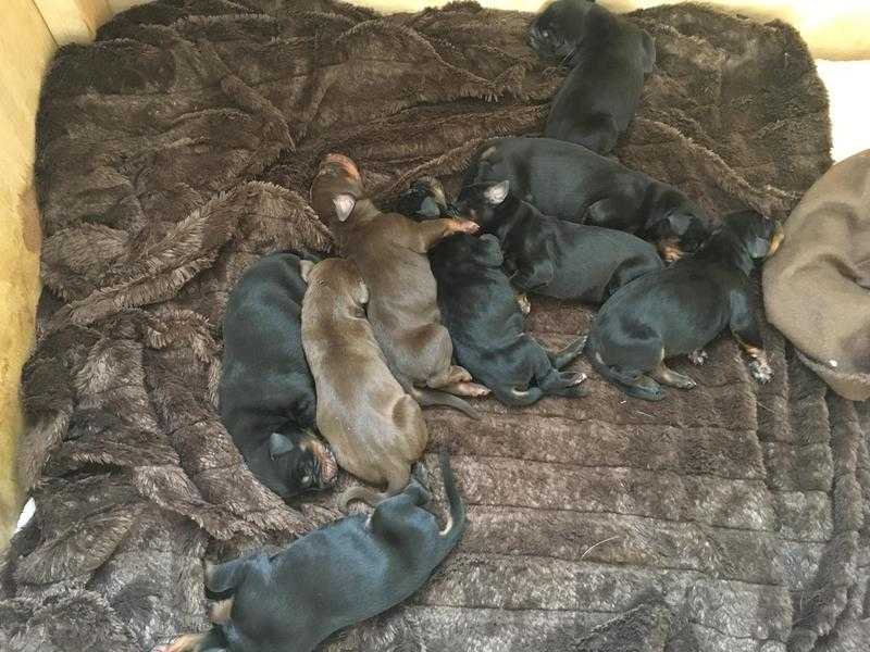 Doberman puppies