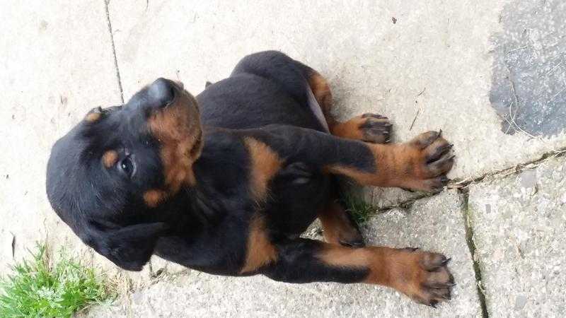 Doberman puppies