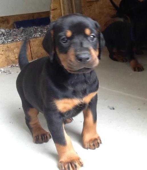 Doberman puppies for sale