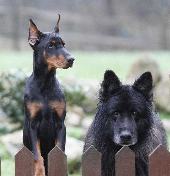 DOBERMANN FEMALE