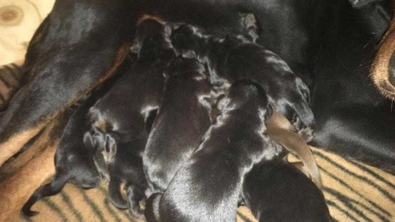 Dobermann Puppies