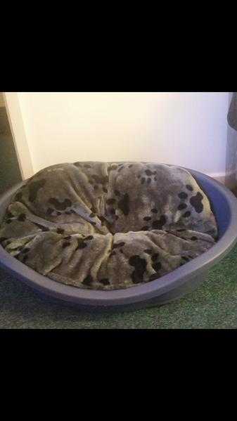 Dog bed amp cushion