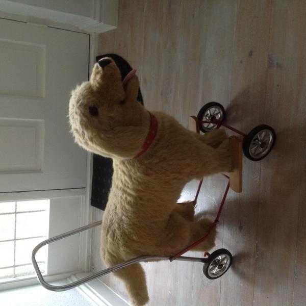 Dog on wheels