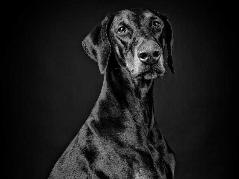 Dog  Pet Photography by Tina Ward Photography