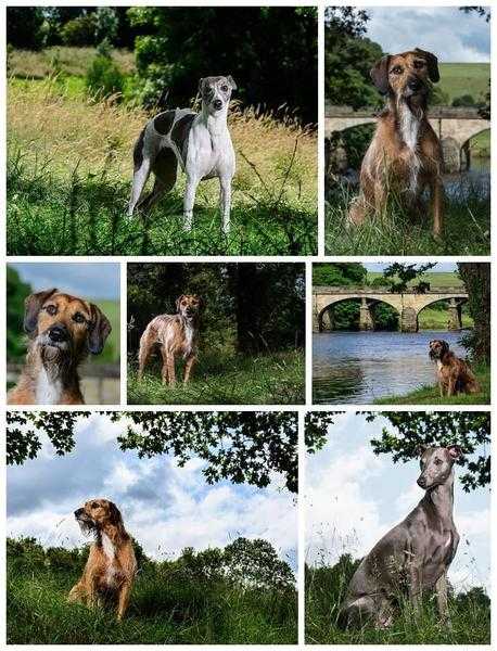 Dog Photography Session - Hound Dog Photography - BENENDEN