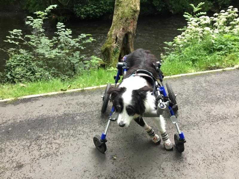Dog  two or four  wheelchair