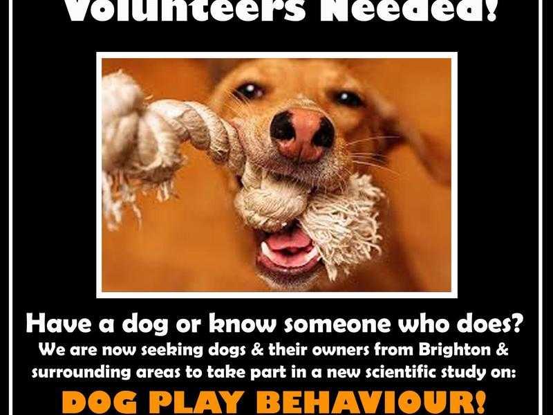 Dog Volunteers Wanted