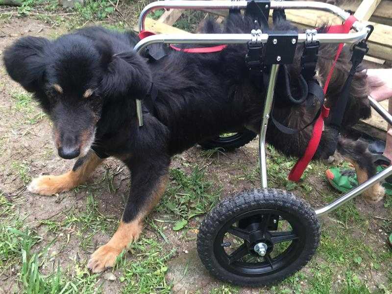 Doggy Cart  (Peacehaven