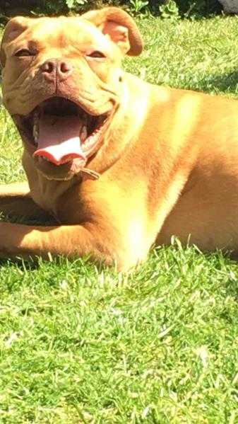 Dogue de Bordeaux