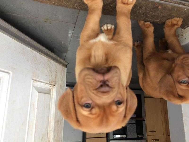 Dogue de bordeaux