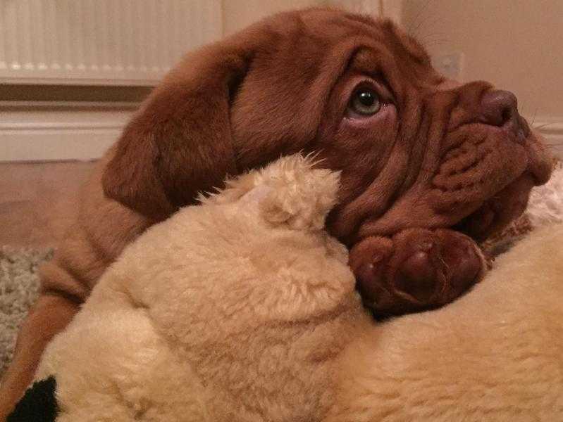 Dogue de Bordeaux Puppies