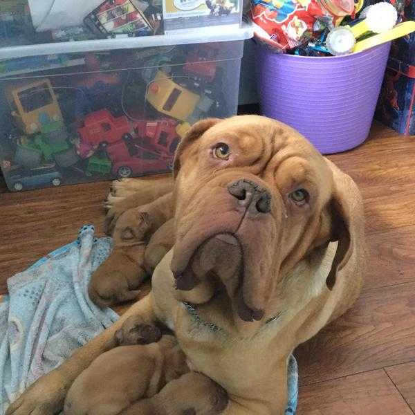 Dogue de Bordeaux puppies