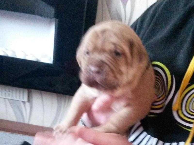 dogue De bordeaux puppies for sale