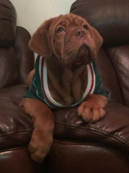 Dogue de Bordeaux puppiesLAST 2 MALES