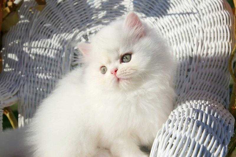 Doll face Persian kittens for sale