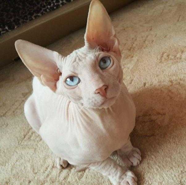 Don Sphynx with pedigree