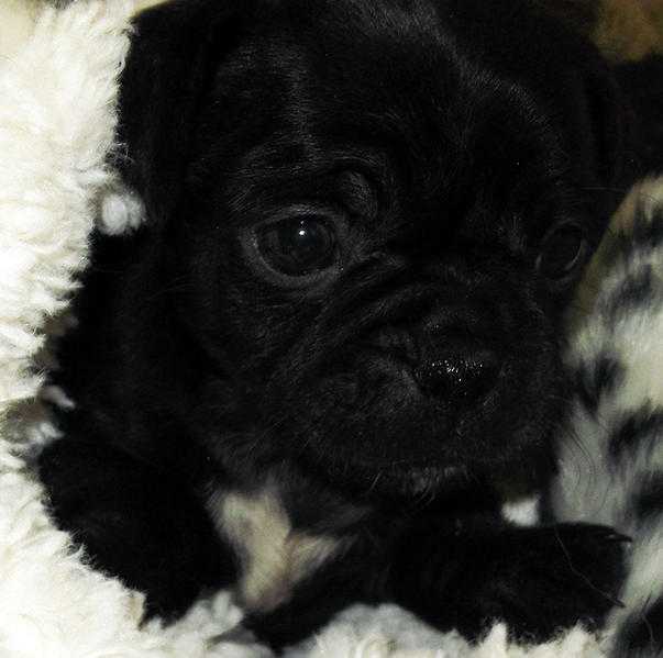 DOUBLE JUG PUPS, Black,  Pug x   Jack Russell Home Reared