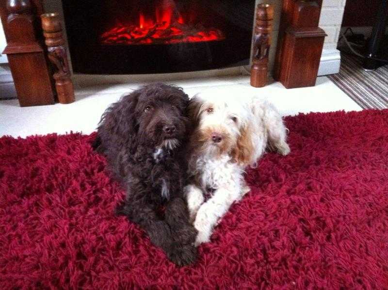 Dreamy Cockapoo Puppies