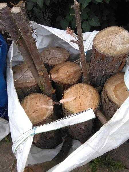 Dry Logs for Firewood