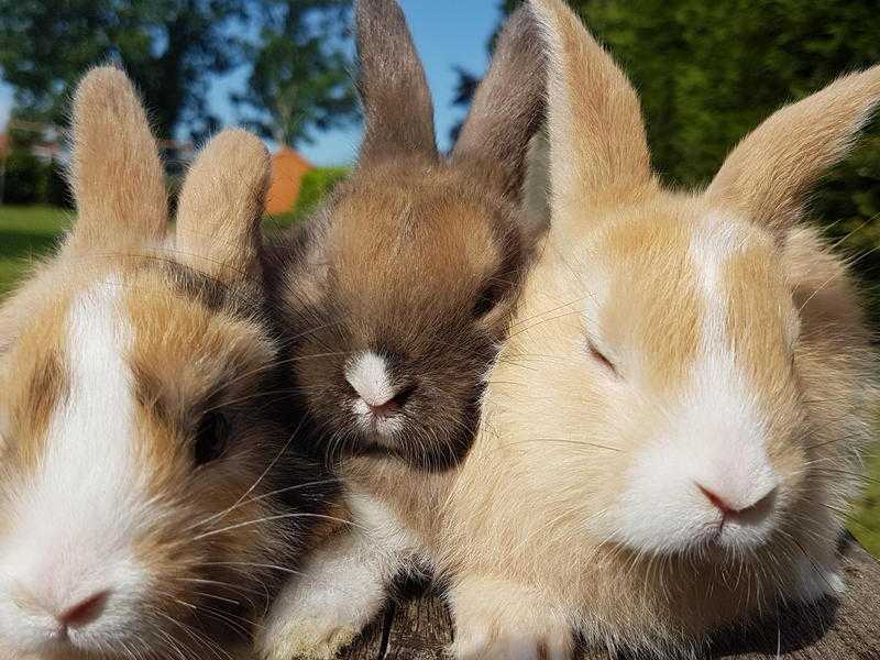 Dutch and Dwarf Lop Baby Rabbits