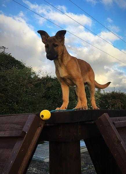 Dutch Herder Male Puppy Huge Bone