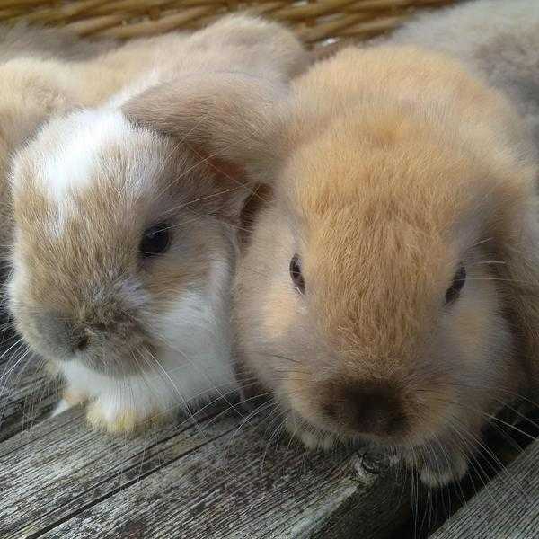 Dwarf and Dutch Baby Rabbits