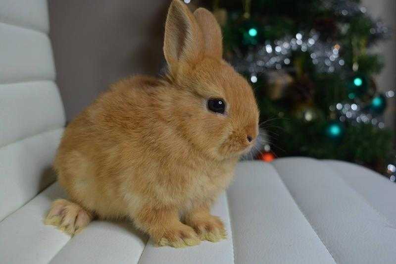 Dwarf bunnies