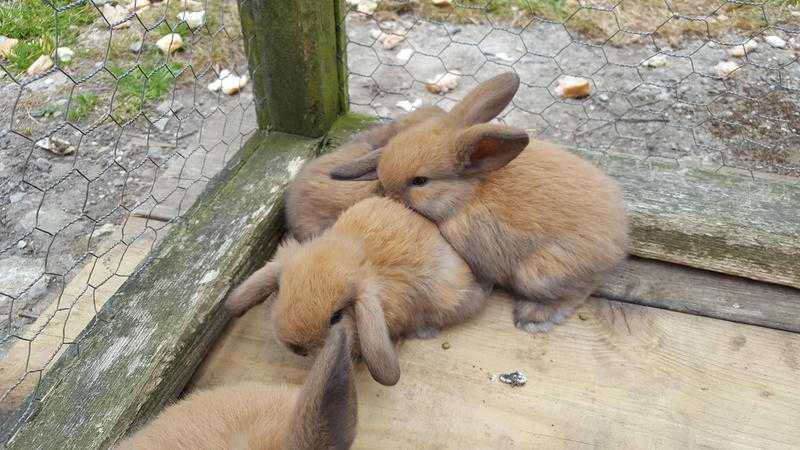 Dwarf lop ear baby rabbits