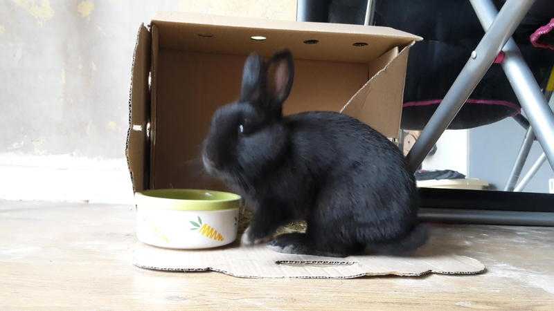 Dwarf rabbit and double hutch