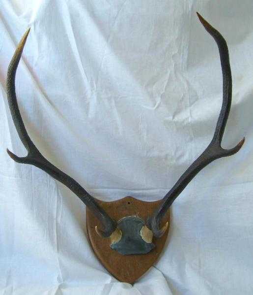 Early 1900s VINTAGE ANTLERS Wood MOUNT