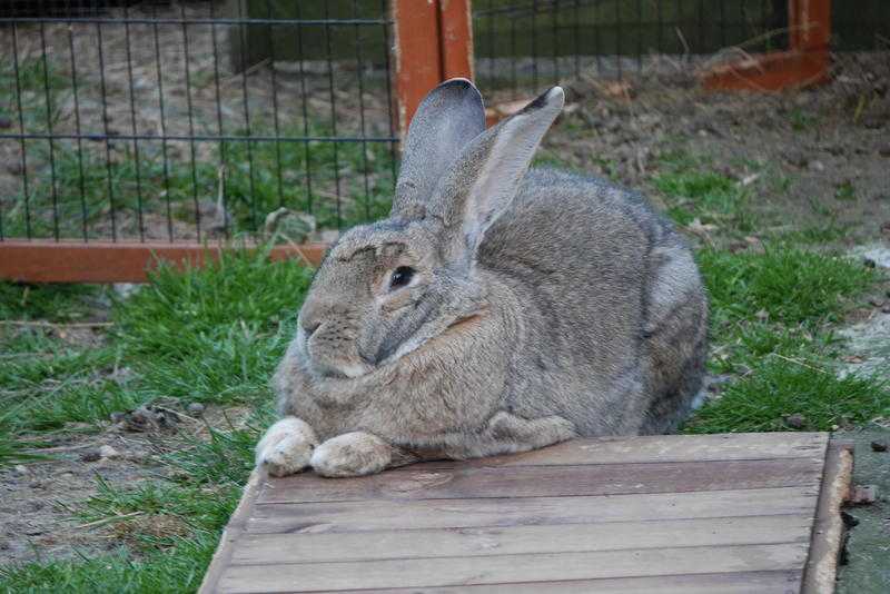 EASTBOURNE RABBIT SANCTUARY   INDOOR  BOOTSALE