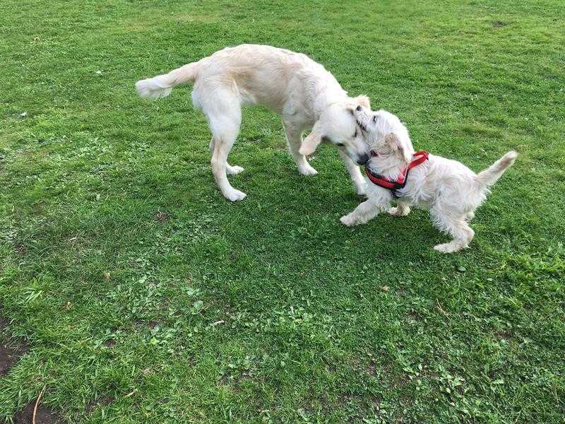 Enclosed dog play and exercise area , Porthill , Newcastle under Lyme