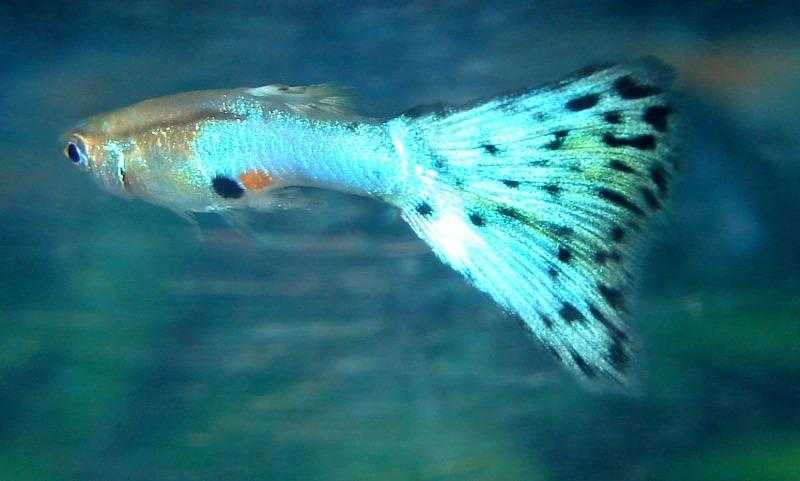 Endler039s-Guppy Fish quotBLUE GRASSquot x quotJAPAN BLUEquot (RARE)