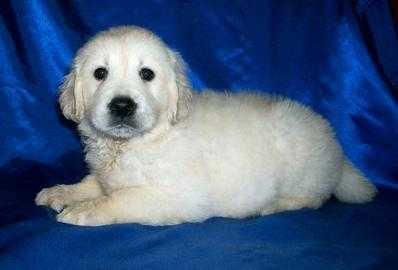 Energetic Cream Golden Retriever  Babies Available For Home Adoption.
