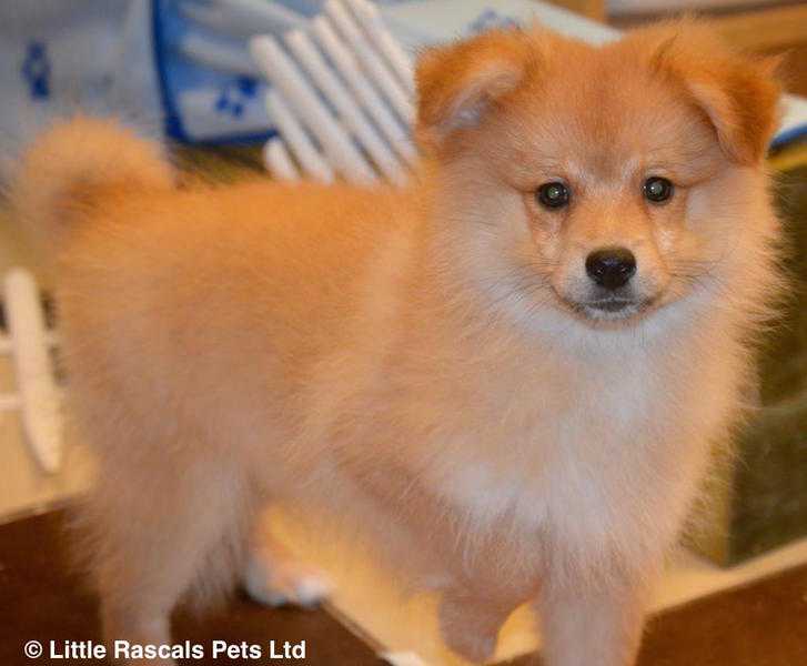 Energetic Pom Spitz baby boy