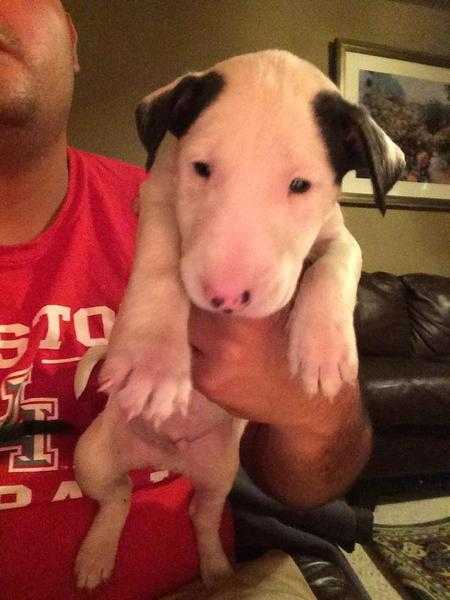 English Bull Terrier pup