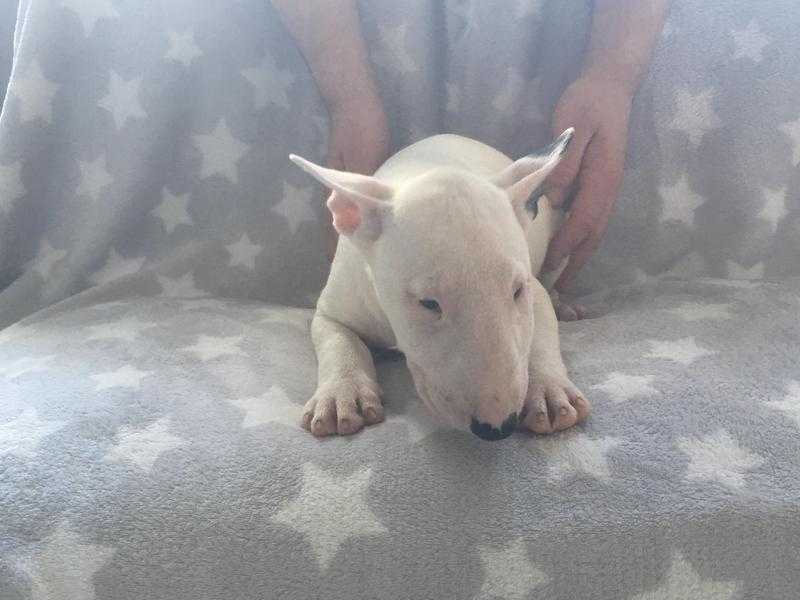 English Bull Terrier pups KC Reg