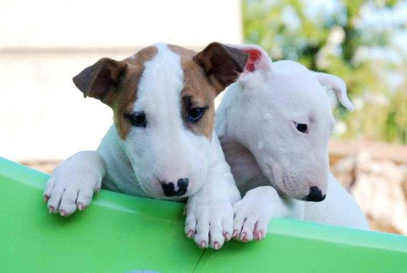 English Bull Terriers Puppies