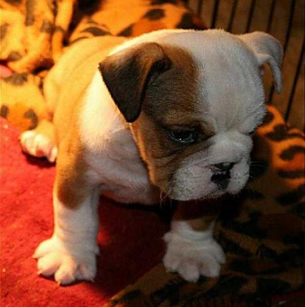 English Bulldog puppies