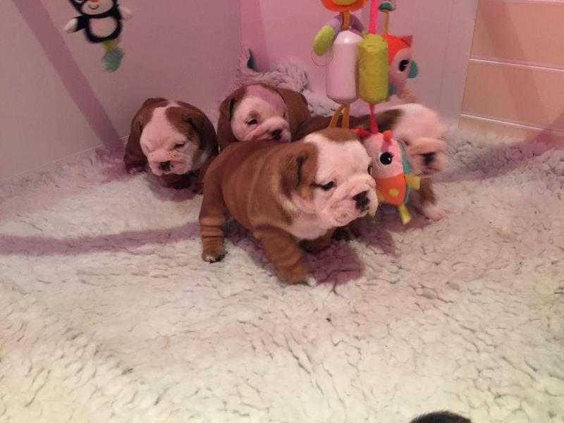 English bulldog puppies for your home
