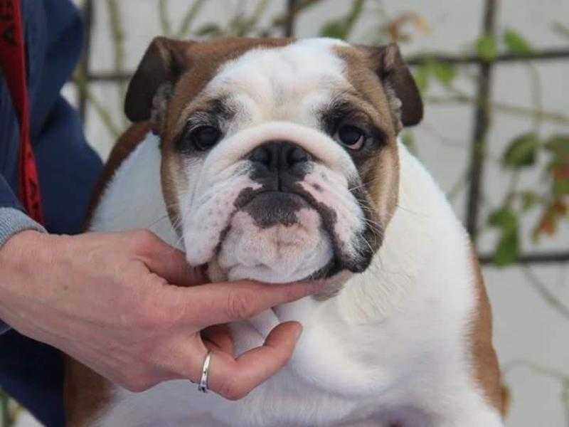 English bulldog puppy - female