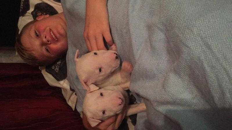 english bullterrier puppy for sale