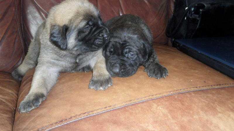 English Mastiff pups for sale