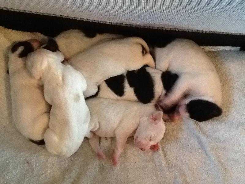 English pointer puppies for sale